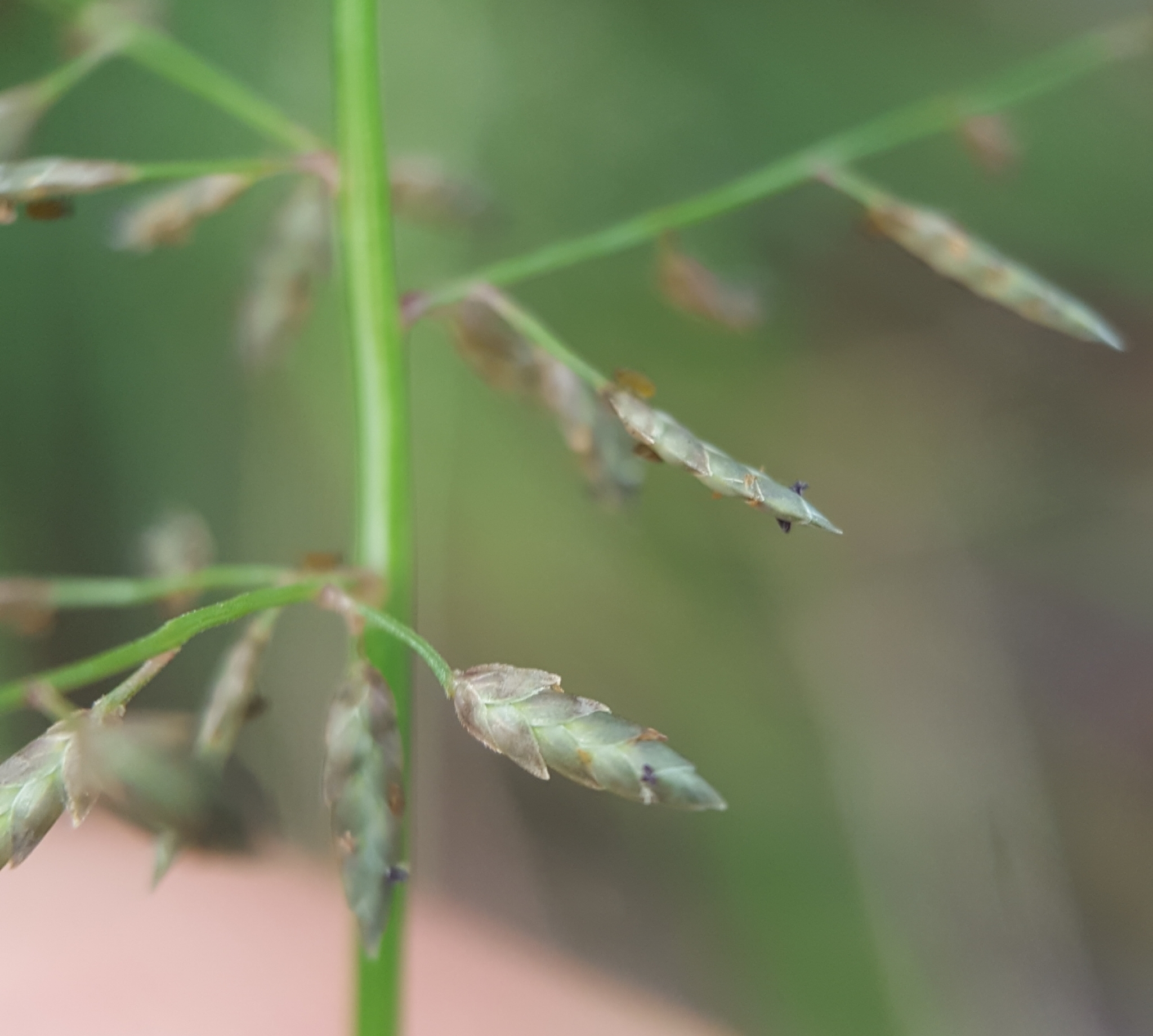 (c) François Rousseu, certains droits réservés (CC BY-NC) https://www.inaturalist.org/observations/108378535