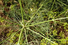 Bilacunaria microcarpos