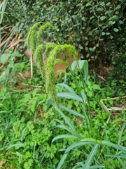 Echinochloa crus-pavonis