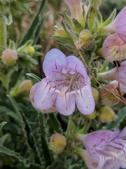Penstemon jamesii