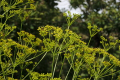 Bilacunaria microcarpos