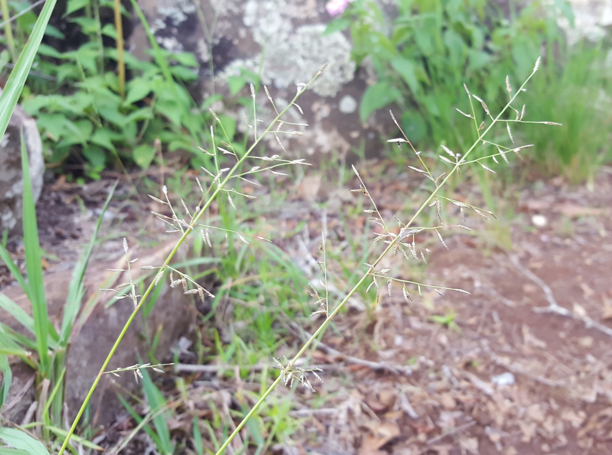 (c) François Rousseu, certains droits réservés (CC BY-NC) https://www.inaturalist.org/observations/108378535