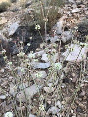 Eriogonum mensicola