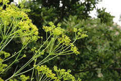 Bilacunaria microcarpos