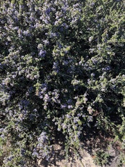 Ceanothus rigidus