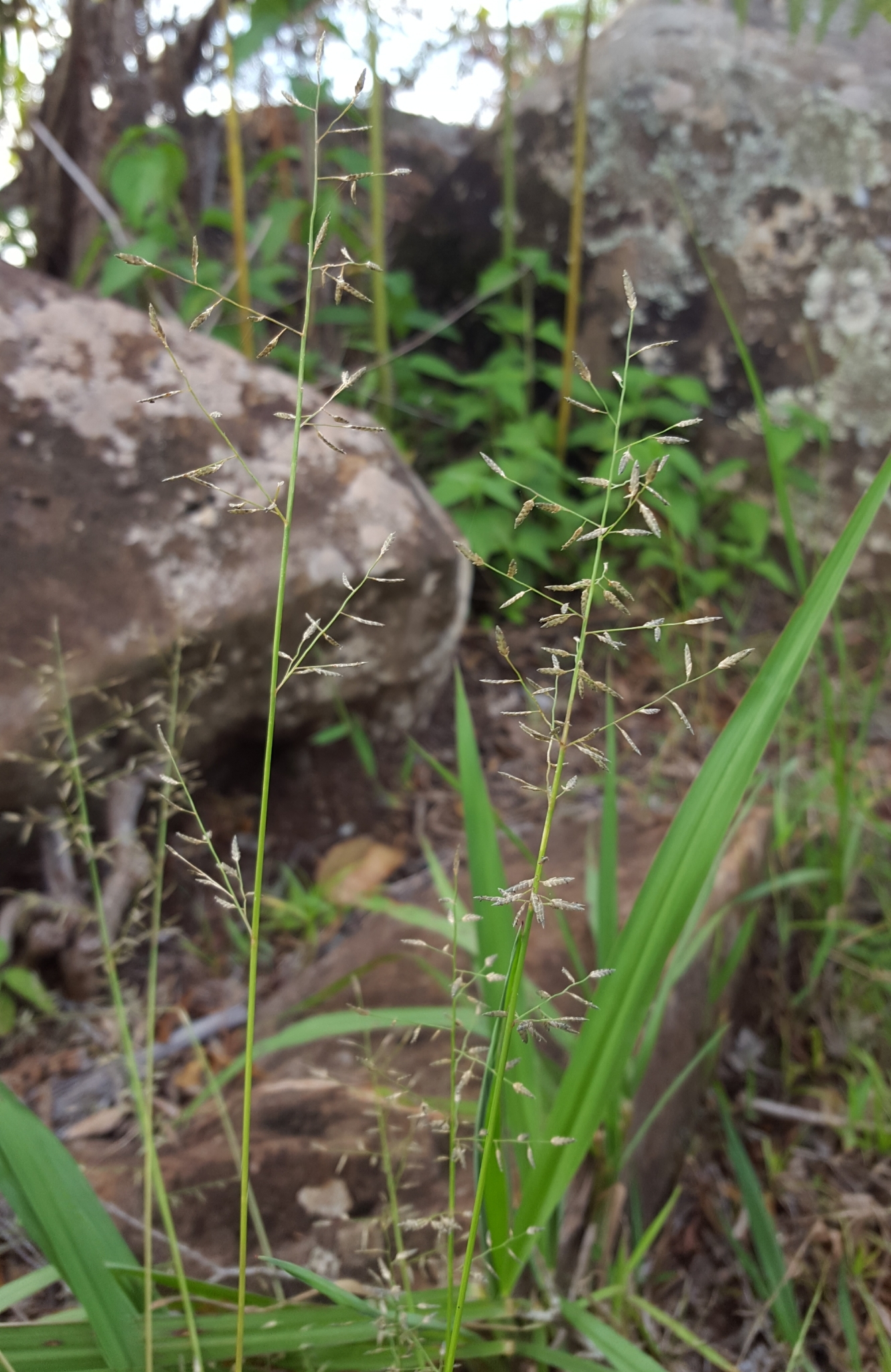 (c) François Rousseu, certains droits réservés (CC BY-NC) https://www.inaturalist.org/observations/108378535