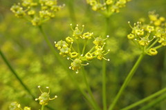 Bilacunaria microcarpos
