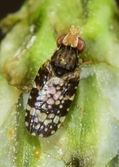 Campiglossa martii
