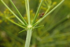 Bilacunaria microcarpos