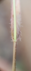 Eragrostis lateritica