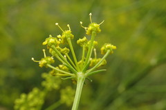 Bilacunaria microcarpos