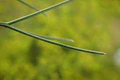 Bilacunaria microcarpos