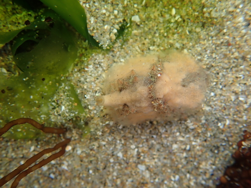 Velutinidae