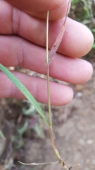 Eragrostis lateritica