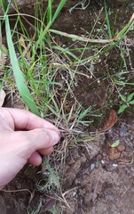 Eragrostis lateritica