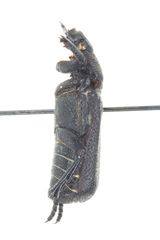 Cremastocheilus mexicanus