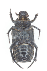 Cremastocheilus mexicanus