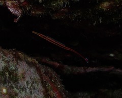 Dunckerocampus baldwini