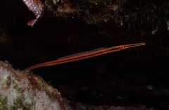 Dunckerocampus baldwini