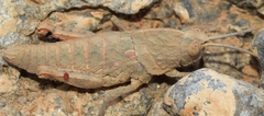 Eumigus
