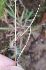 Eragrostis lateritica