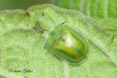 Gratiana boliviana
