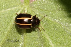 Desmogramma