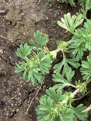 Alchemilla microcarpa