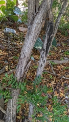 Vachellia choriophylla image