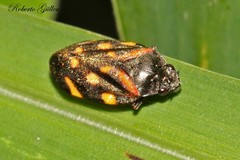 Isozulia christenseni