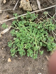 Alchemilla microcarpa