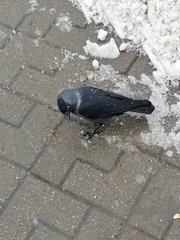 Corvus monedula