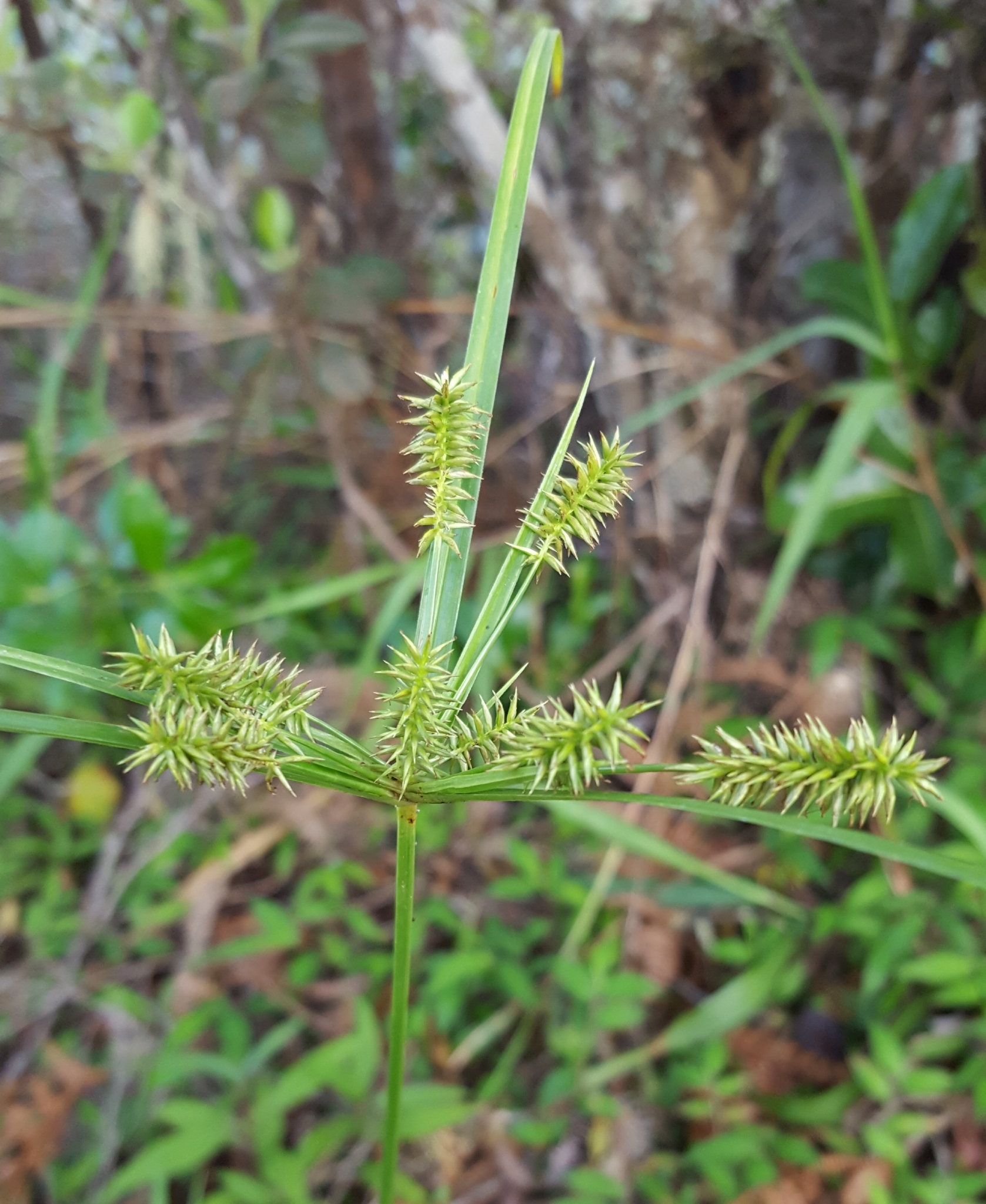 (c) François Rousseu, certains droits réservés (CC BY-NC) https://www.inaturalist.org/observations/108378977