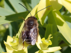 Eucera gracilipes