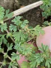 Alchemilla microcarpa