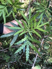 Lyonothamnus floribundus