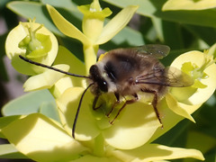 Eucera gracilipes