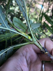 Lyonothamnus floribundus