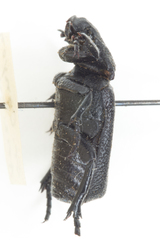 Cremastocheilus mexicanus