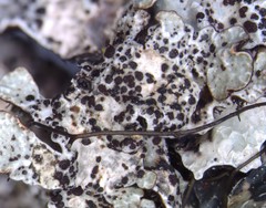 Nesolechia oxyspora oxyspora