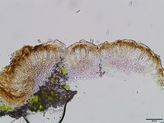 Nesolechia oxyspora oxyspora