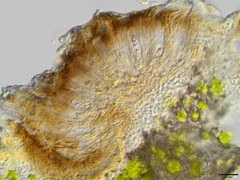 Nesolechia oxyspora oxyspora