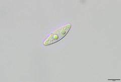 Nesolechia oxyspora oxyspora