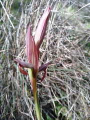 Serapias parviflora laxiflora