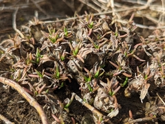 Triglochin concinna concinna