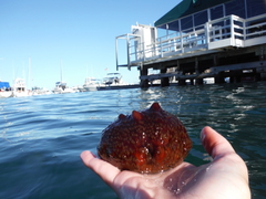 Apostichopus parvimensis