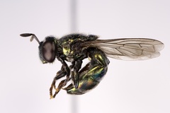 Microdon craigheadii