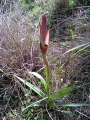 Serapias parviflora laxiflora