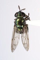 Microdon craigheadii