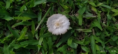 Agaricineae